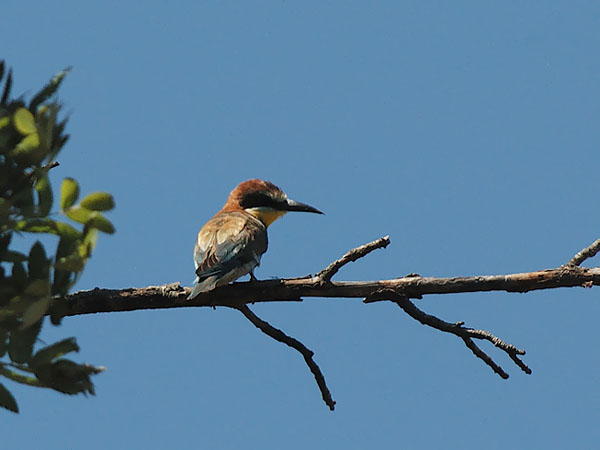 Mehiläissyöjä, European Bee-eater, Merops apiaster